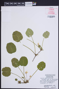 Shortia galacifolia image