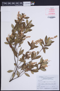 Cliftonia monophylla image