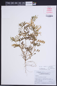 Vicia sativa subsp. nigra image