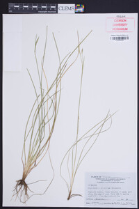 Sisyrinchium atlanticum image