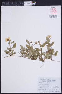 Rubus trivialis image