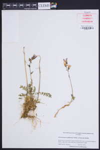 Polemonium acutiflorum image