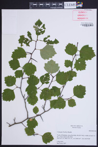 Crataegus buckleyi image