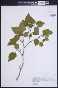 Crataegus iracunda image