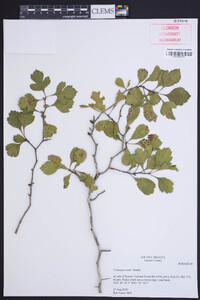 Crataegus senta image