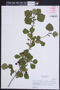 Crataegus visenda image