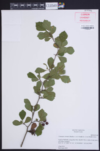 Crataegus visenda image