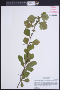 Crataegus visenda image