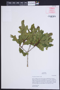 Quercus austrina image