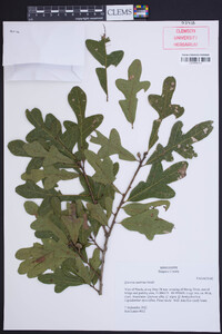 Quercus austrina image