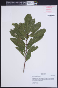 Quercus durandii image
