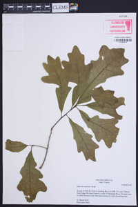 Quercus austrina image