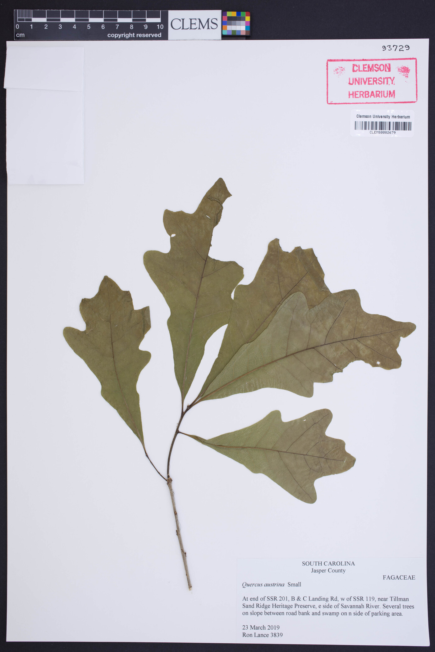 Quercus austrina image