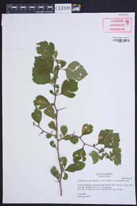 Crataegus visenda image