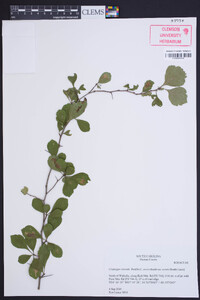 Crataegus visenda image