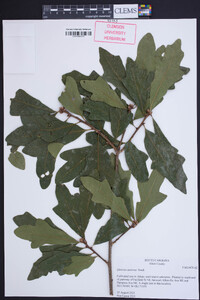 Quercus austrina image