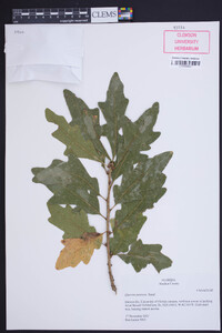 Quercus austrina image