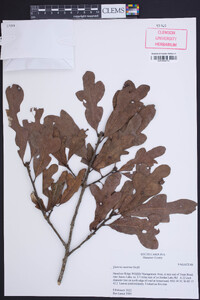 Quercus austrina image