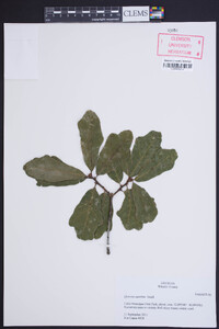 Quercus austrina image