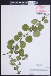 Crataegus florens image