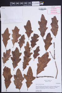 Quercus austrina image