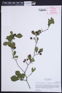 Crataegus visenda image