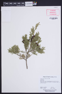 Chamaecyparis thyoides image