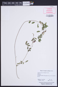 Tephrosia spicata image