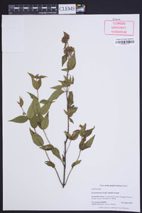 Pycnanthemum beadlei image