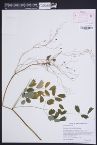 Thalictrum coriaceum image