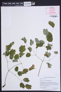 Thalictrum coriaceum image