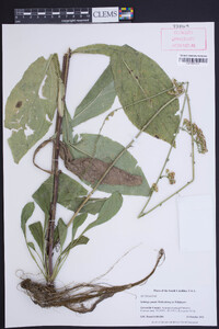 Solidago patula image