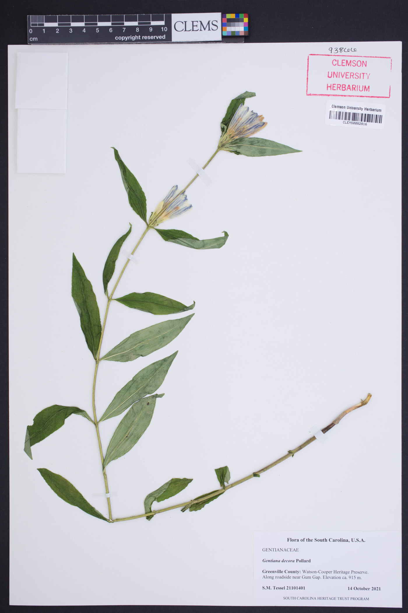 Gentiana decora image