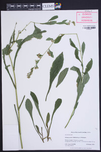 Solidago patula image