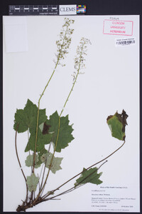 Heuchera villosa image