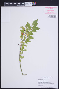 Euonymus alatus image