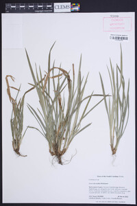 Carex abscondita image