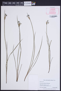 Sisyrinchium albidum image