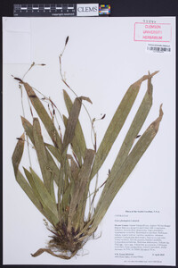 Carex plantaginea image