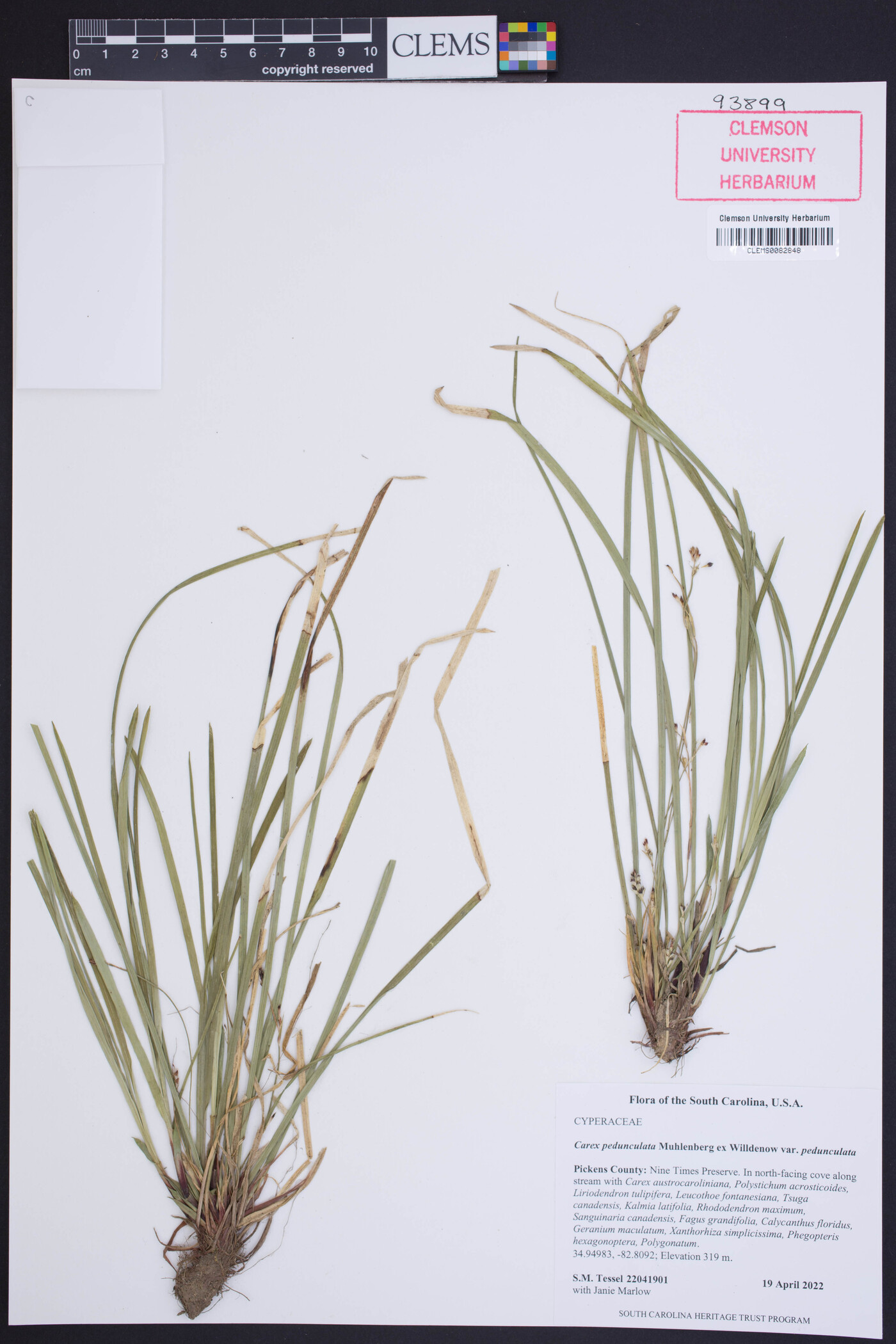 Carex pedunculata var. pedunculata image