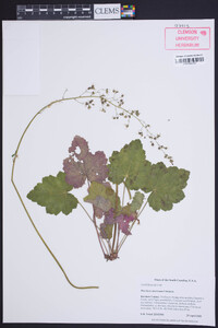 Heuchera americana image