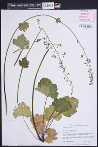 Heuchera americana var. hispida image