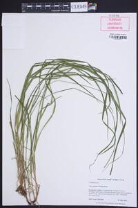 Carex prasina image