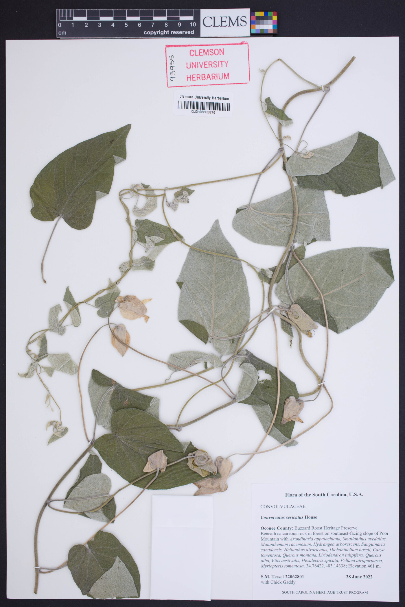 Convolvulus sericatus image