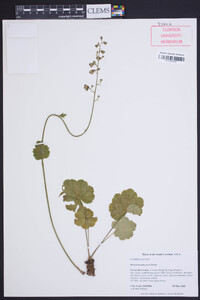 Heuchera pubescens image