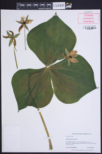 Trillium simile image