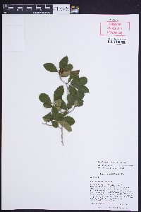 Crataegus uniflora image