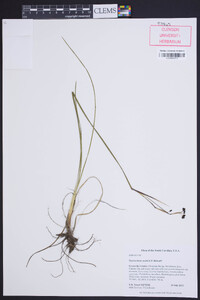 Sisyrinchium nashii image