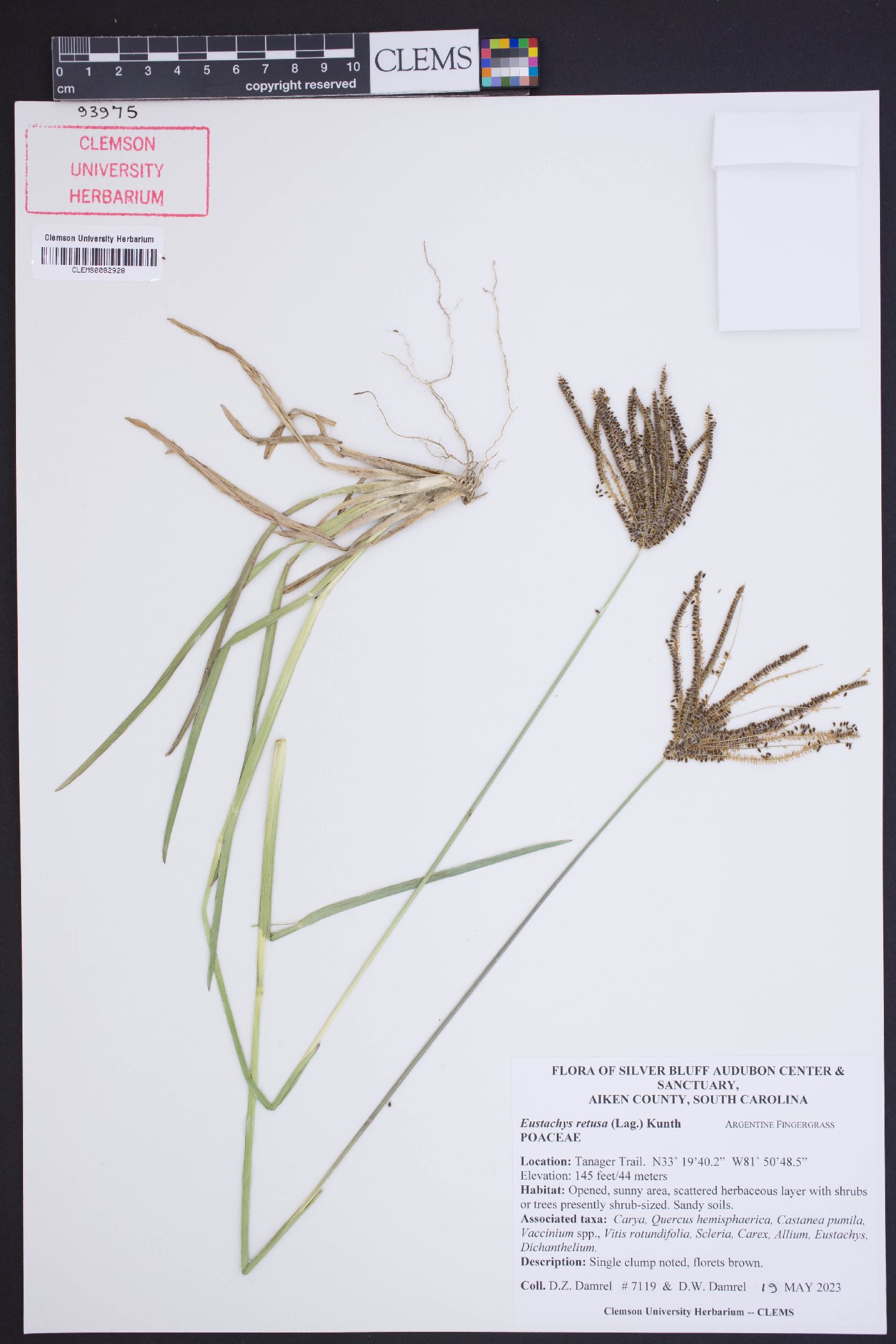 Eustachys retusa image