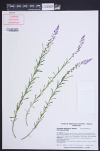 Polygala polygama image